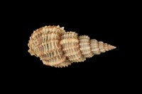 藏品(木賊峨螺)的圖片